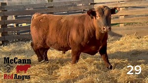 Lot 29: McCann Red Angus - 6th Annual Red Angus Bull Sale