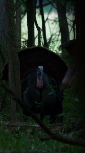 Hard Gobbling in the Hardwoods just don’t get no better🔥 ❗️Giveaway ❗️We are gonna give away a box of Apex Ammunition STH blend! To enter like, Share, and tag 3 buddies in this post for a chance to win! We will draw a winner next Thursday 3/14 💪🏽 | Small Town Hunting