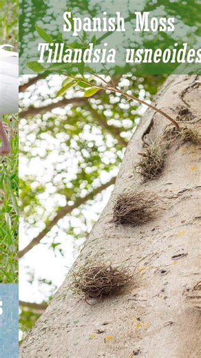 Learn among nature at SCF... See you on campus! | State College of Florida