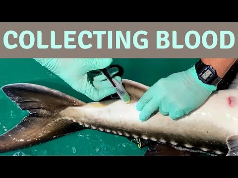 How to Collect Blood From a Fish, Drawing Blood from a White Sturgeon Fish