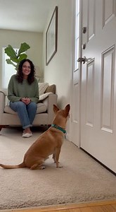 Tiny dog rewriting rules with chaos 🐶📏💥 #chihuahua #chaos #dogvibes #smallbutmighty #tinyterror #energy | Paws A Chihuahua