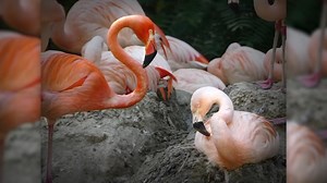 Denver Zoo tells love story of flamingos Freddie, Lance