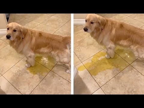 Dog Pees On Floor Because Of Rain