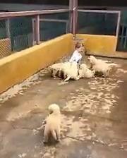 131K views · 4.1K reactions | "Attention, chiens méchants !" ❤ | Amoureux des animaux | Facebook