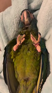 Zeus loves to be on his back 😁 #macaw #bird #pet #cute | Zeus the Blue Headed Macaw