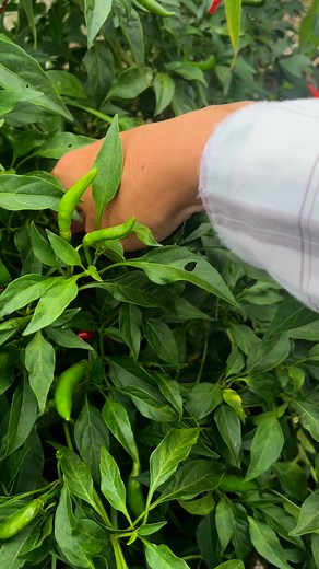 Harvest hot chillies #vegetablegarden #GrowYourOwnFood #GrowingTogether #homegrown #garden #fyp | GrowwithChea