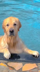 3.9K views · 129 reactions | Practice swimming with Golden  Cre: sam_the_labrador_puppy | Golden Retriever Overload | Facebook