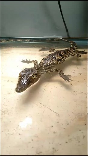 Venomman20 on TikTok