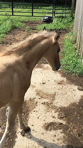 Phoenix says Happy July 4th! He is doing GREAT! | The Horse Mafia