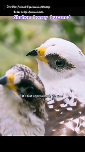 109K views · 5K reactions | Shaho Honey Buzzard 礪礪 Bidiyon Murtala Ahmad Gombe | Falalu Lawal Katsina | Facebook