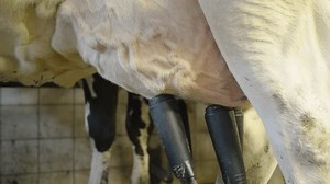 Automatic Milking Systems Robotic Arm Milking Stock Footage Video (100% Royalty-free) 3622147511 | Shutterstock