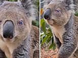 Rare koala with different coloured eyes is rescued in New South Wales