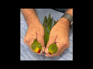 Visual sexing Yellow Crowned Kakariki