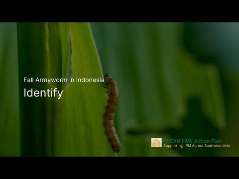 Identifying fall armyworm (Indonesian farmer)