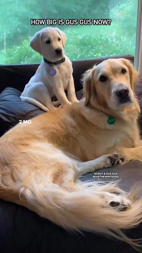 Scout with Gus Gus at 2 & 11 months🤍💛#ohmy #labradorpuppy #goldenretrieverlove #waitforit #labpuppy #puppylife #ohwow #cuteness #sweetnessoverload #puppylove #thoseeyes #handsomeboy #sweetgirl #aww #goodvibesonly | Bear the White Dog