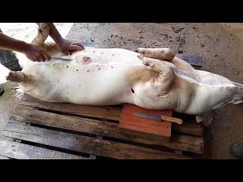 Matando Porco Caipira - Vida na Roça