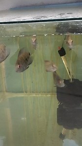 Uaru Amphiacanthoides (Fakir Discusu) | Hobihanem