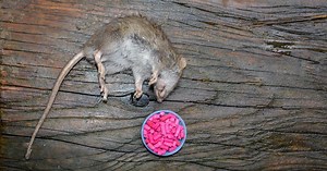 Mort-aux-rats : comment l’utiliser de façon efficace et sécurisée ?