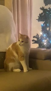 Josetta might be a bit wobbly, but that makes her even more adorable! #wobblycatsyndrome#wobblycat#sheltercats#fosteringsaveslives | Cayman Islands Humane Society