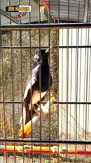 Kacer metabolisme lambat kena jemur langsung jadi kecer emosi