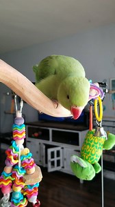 The puffy green dinosaur | Chatterbox Parrots
