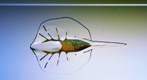 A Bio-Hybrid Stingray Robot Powered by Rat Muscle