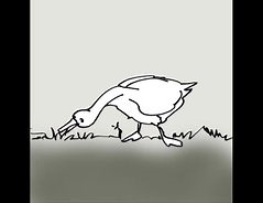 Ente oder Gans? - Unterschied leicht erklärt