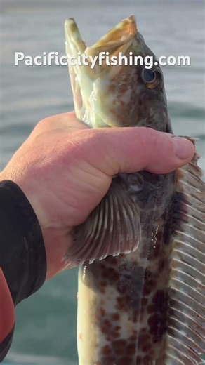 Ling cod #pacificcityfishing.com #fishing #seafood #pacificcityfishing #boating