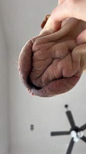 Just one of my many favorite features of a Shar-Pei. All the folds and wrinkles are irresistible! | Olive & Ava the Tapping Pei