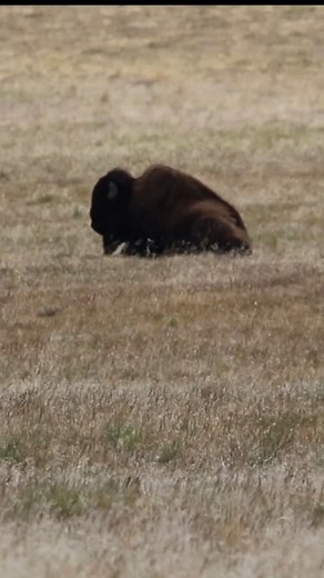 •Dust Bath• • Buffalo wallowing in dust, and for good reason. Apparently, April-June is the worst time for the No-See-Ums aka Biting Gnats. And trust me it was a rough experience, the swarms and welts are relentless. Maybe I should have rolled in the fucking dirt a bit. • #buffalo #antelopeisland #Utah #wildlife #Bison #utahstateparks #nature #photography #bisonbisonbison #bisons #funnyanimals #wildlifeig #wildlifepage #wildlifephotography #wildlifeofinstagram #buffalove #buffalophotographer #an