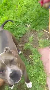 Jax | Camelot Pet Resort | Facebook