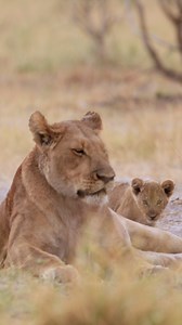 Lion cub climbs on grumpy aunt. #lion #lioncubs #babyanimals #safari #savuti #wildlifephotography | Moving Pictures Africa