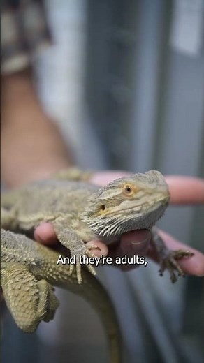 We found a pair of bearded dragons that are impacted by environmental sex reversal in the Lizard Lab