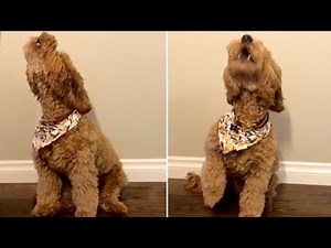 Puppy challenges owner to adorable howling contest