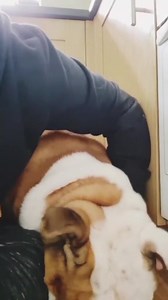 You can get Squishface wrinkle wipes and paste off Amazon 😁 #bulldogpabs #britishbulldog #dogsofinsta #englishbulldog #bulldog #funny #hilarious #puppy #lazydog #pablo #squishfacewrinklepaste #squishfacewrinklewipes | BulldogPabs