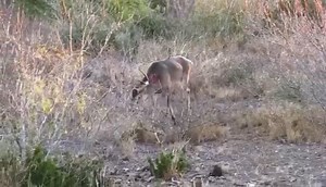 1K views · 15 reactions | Shoot or Pass? What would you do in this situation? 路‍♂️ Team member @jacobodell_druryoutdoors is faced with a tough decision on this hunt! Watch the wild story of a mature South Texas buck with a CRAZY open wound, this week on Winchester & Drury's Natural Born, only on @sportsmanchannel! . . Via Drury Outdoors . . #muddymoment | Muddy Outdoors | Facebook