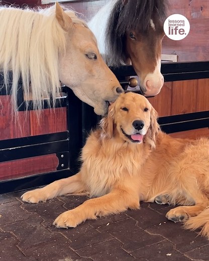 77K views · 1.1K reactions | This golden retriever made some new friends! 朗 | Lessons Learned In Life | Facebook
