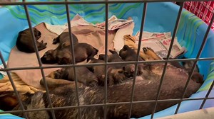 Noisy eaters eyes open I WILL get individual pics today I promise !!!! | Crooked Creek Ranch