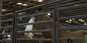 Budweiser Clydesdales in the twin cities ahead of Krewe of Janus Parade