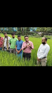 ✅🌾 ধান চাষে LCC (Leaf Color Chart) ব্যবহার করে ইউরিয়া সার উপরি প্রয়োগ 🌾✅ 🌱 LCC কি? LCC বা লিফ কালার চার্ট হলো একটি প্লাস্টিক বোর্ড, যাতে ধাপে ধাপে গাঢ় সবুজ থেকে হালকা সবুজ পর্যন্ত কয়েকটি রঙ থাকে। এর সাহায্যে ধানের পাতার রঙের সাথে মেলানো যায়, ফলে জমিতে ইউরিয়া সারের প্রয়োজন আছে কি না সহজেই বোঝা যায়। 🌱 কিভাবে ব্যবহার করবেন? 1️⃣ জমির কোনাকুনি ভাবে অন্তত ১০টি গোছা থেকে মাঝের পাতা তুলুন। 2️⃣ প্রতিটি পাতার সবুজ রঙ LCC বোর্ডের রঙের সাথে মিলিয়ে দেখুন। 3️⃣ যদি পাতার রঙ ঘন সবুজের সাথে মিলে যায় 👉 ইউরিয়