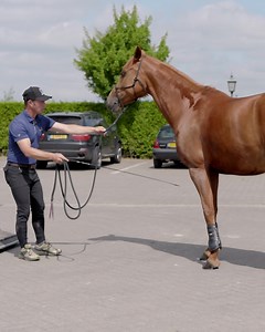 489K views · 4.7K reactions | Stop pulling and pushing your horse into the trailer! Focus on the front legs and encourage your horse to lean forward, creating a ‘yes’ posture. This helps them feel more comfortable and confident when loading.  How is your horse with trailer loading? | TRTmethod | Facebook