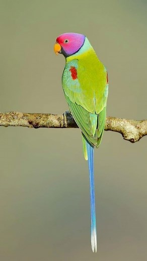 Chirping of Plum headed Parrot #plumheaded #birdssound #parrots | Pleasures of Nature