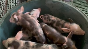 Goodmorning guys #pie train #planganaserye #Godblesseveryone | Ocapan piggery FARM