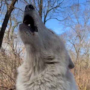 The most beautiful howls are untamed and free 🐺 | Wolf Conservation Center