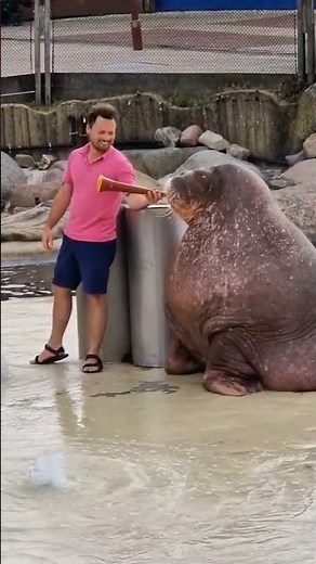 Angel perky tits brunette tir strokes shock cock #comedy