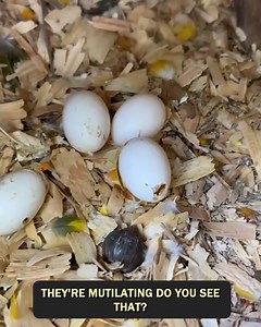 Uncovering mystery eggs at my zoo! | Jacob Feder