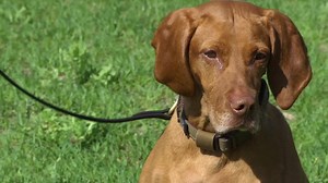 Meet Matka, the bomb-sniffing K-9 trusted with keeping the Minnesota Capitol safe