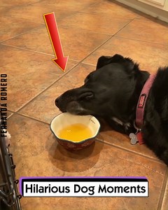 27K views · 910 reactions | Hilarious Dog Moments | Fernanda Romero | Facebook