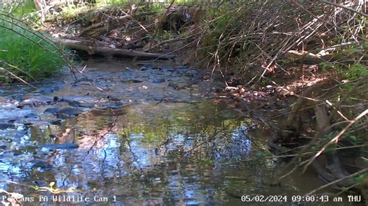 We captured another video of a mink fishing in the stream on Wildlife Cam 1 this morning. This is an area that is a natural bird bath. We have seen mink here before. There is a healty ecosystem here! Watch Wildlife Cam 1 live here: https://pixcams.com/pa-wildlife-1/ #mink #wildlife #stream #creek #livestream | PixCams