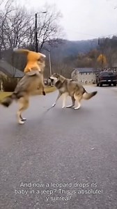 56K views · 127 reactions | you won't believe what these cameras caught!  from intense leopard attacks in the city to heroic rescues from giant anacondas, this compilation shows the raw power of nature. we even test the cybertruck against a 1000°c hot ball! hit that like and subscribe for more heart-pounding content!  #shocks #amazingnature #bigcats #wildencounter #insane #heroic #explore #mustwatch #cybertruck #naturelovers | Lord Kenya TV | Facebook